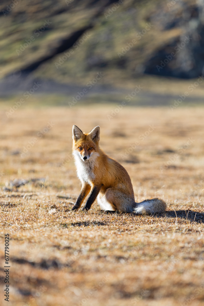Fototapeta premium Red fox sitting on dry grass