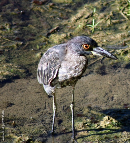 a close up of a bird on the ground near the water photo