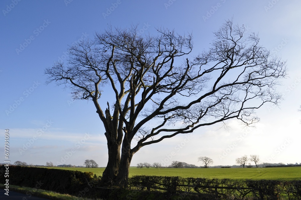 Beautiful shot of a dry bare tree on a sunny field under a blue sky
