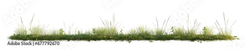 Green grass isolated on transparent background. 3D render. © snesivan