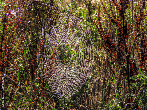 A spider web, spiderweb, spider's web, or cobweb is a structure created by a spider out of proteinaceous spider silk extruded from its spinnerets