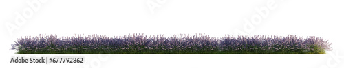 Lavender panorama. Transparent background. 3D rendering. photo
