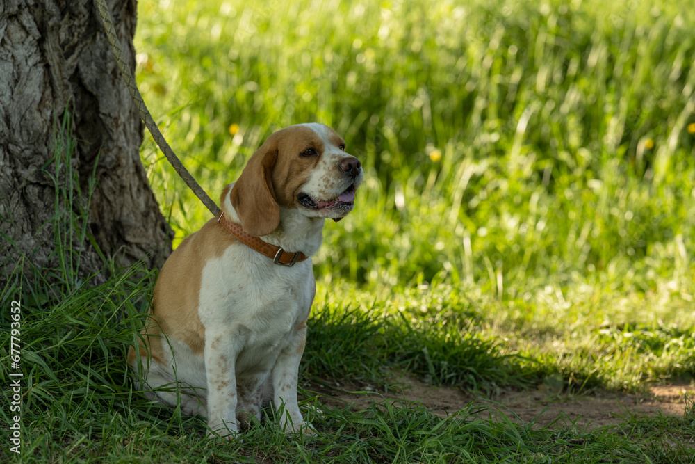 A beautiful Beagle Dog sits on the grass next to a tree and poses for the photographer.