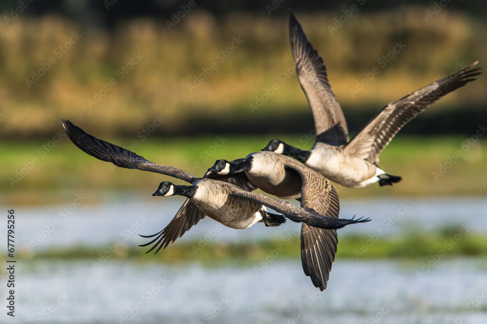 Canada Goose, Branta canadensis birds in flight over Marshes Canada Goose, Branta canadensis birds in flight over Marshes