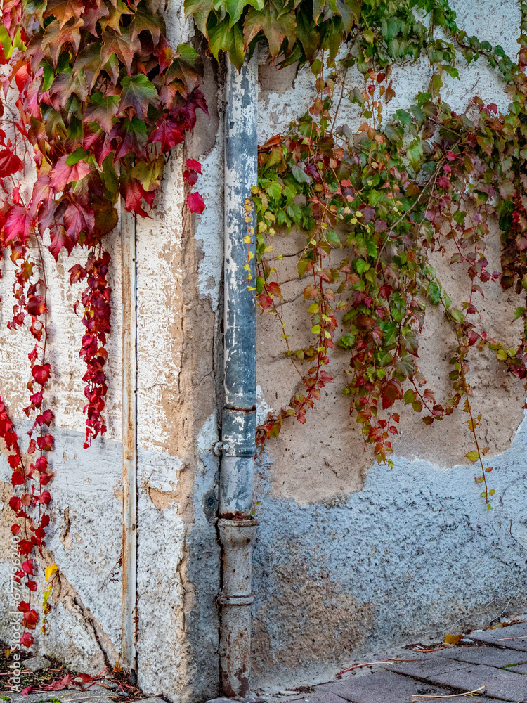 Herbstlich gefärbter Wilder Wein an der Fassade