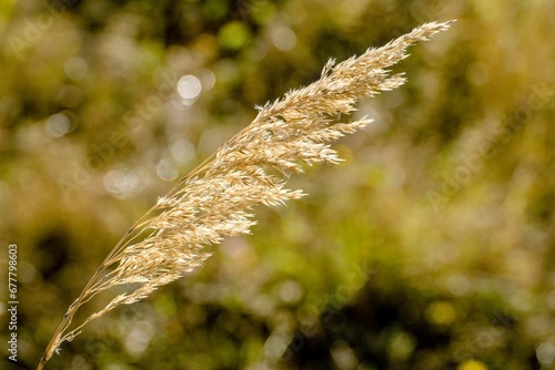 Closeup shot of a single common reed in the blurred background. photo