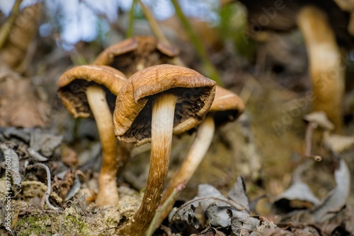 Closeup shot of a brown and white Weeping Widow fungus mushroom on the ground. photo