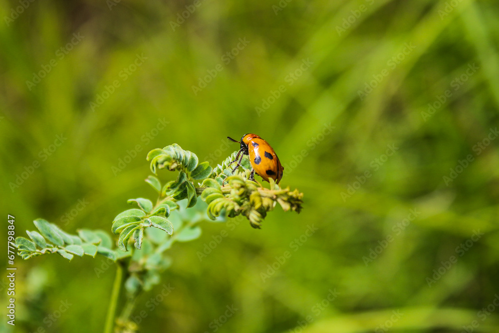 Closeup shot of a ladybug sitting on a plant on green blurry background Closeup shot of a ladybug sitting on a plant on green blurry background