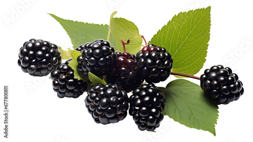 Blackberries on transparent background, fruit on white background, fruit commercial photography