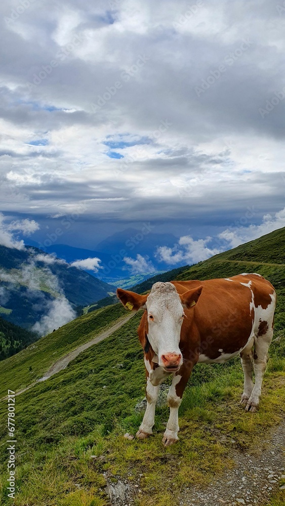 Vertical shot of a cow in the nature Vertical shot of a cow in the nature