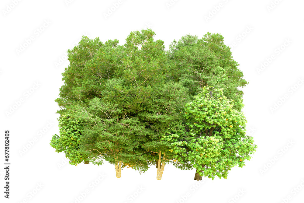 Obraz premium Green forest isolated on transparent background. 3d rendering - illustration
