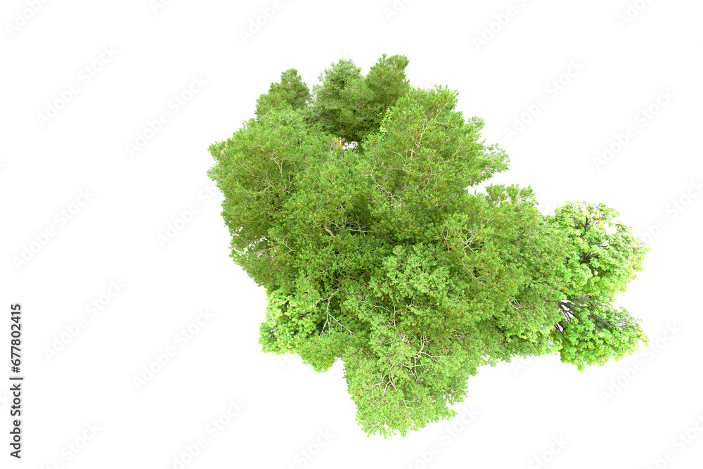 Green forest isolated on transparent background. 3d rendering - illustration Green forest isolated on transparent background. 3d rendering - illustration