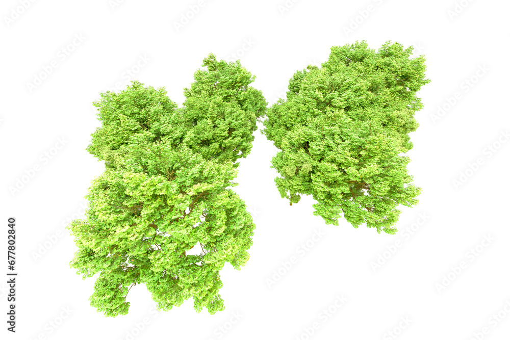 Green forest isolated on transparent background. 3d rendering - illustration