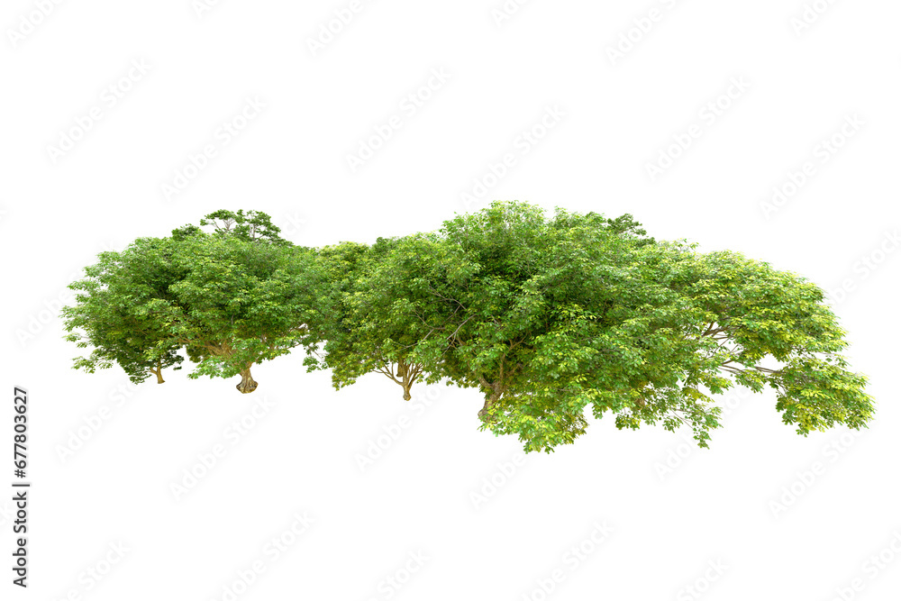 Green forest isolated on transparent background. 3d rendering - illustration Green forest isolated on transparent background. 3d rendering - illustration