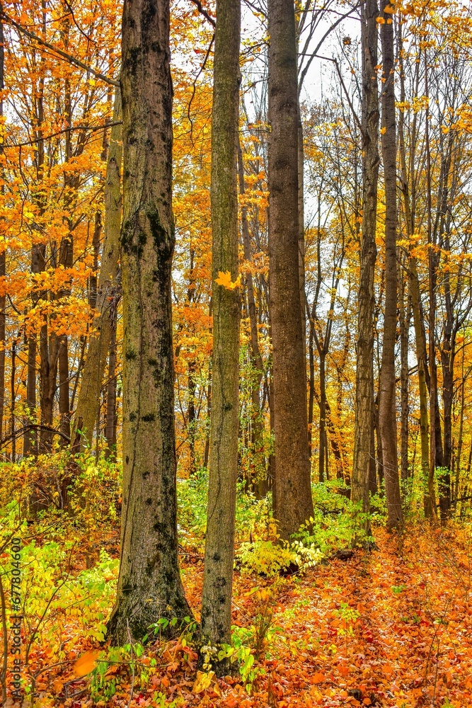 View of colorful trees during the autumn. View of colorful trees during the autumn.