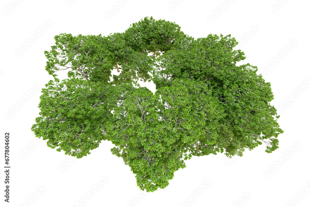 Green forest isolated on transparent background. 3d rendering - illustration Green forest isolated on transparent background. 3d rendering - illustration