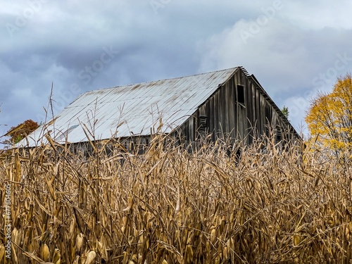 Old barn surrounded by dried grass in autumn