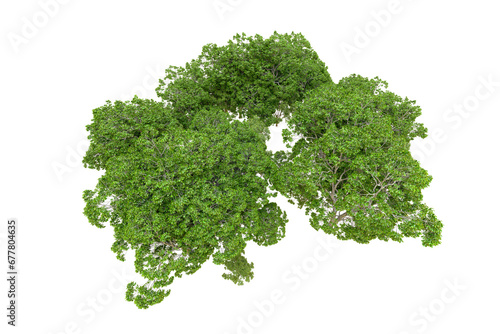 Green forest isolated on transparent background. 3d rendering - illustration