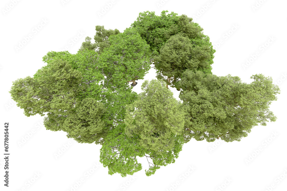 Green forest isolated on transparent background. 3d rendering - illustration Green forest isolated on transparent background. 3d rendering - illustration