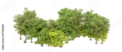 Green forest isolated on transparent background. 3d rendering - illustration