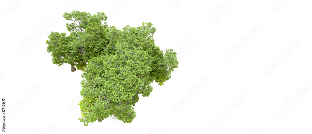 Green forest isolated on transparent background. 3d rendering - illustration Green forest isolated on transparent background. 3d rendering - illustration