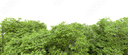 Green forest isolated on transparent background. 3d rendering - illustration