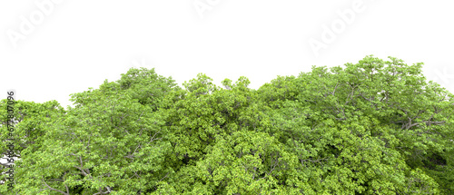 Green forest isolated on transparent background. 3d rendering - illustration