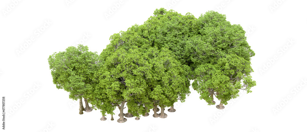 Green forest isolated on transparent background. 3d rendering - illustration Green forest isolated on transparent background. 3d rendering - illustration