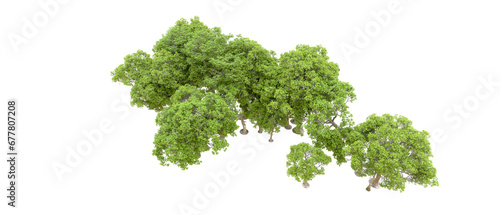 Green forest isolated on transparent background. 3d rendering - illustration