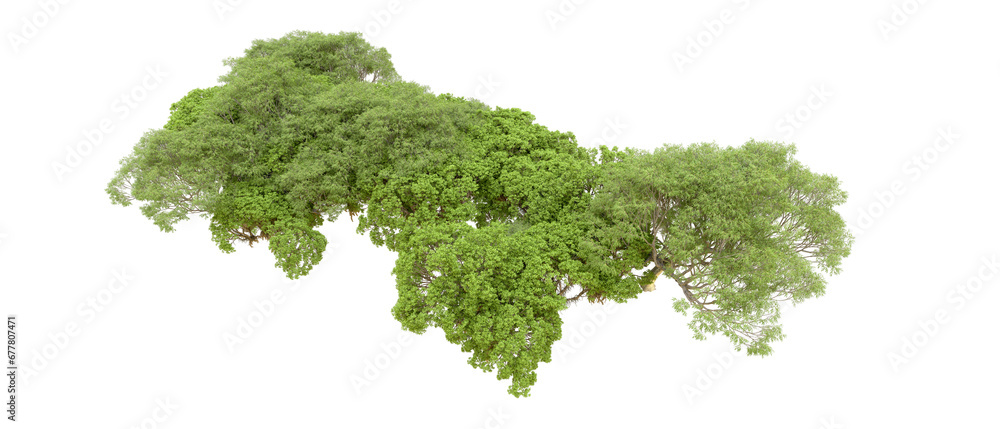 Fototapeta premium Green forest isolated on transparent background. 3d rendering - illustration