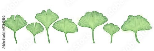 Ginkgo branch with leaves, vector illustration set for design