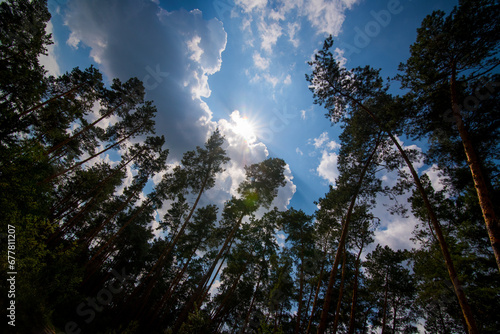 The tops of tall pine trees against a blue sky with sun rays from white clouds