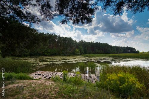 A pond with coniferous forest with a pier and reeds, water lily leaves and al...