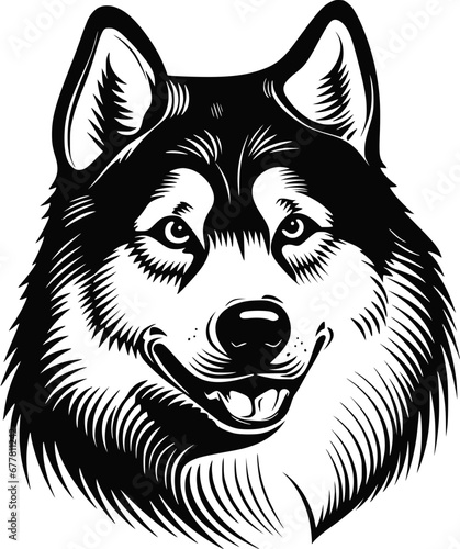 Cute Alaskan Malamute dog, illustration, vector on white background