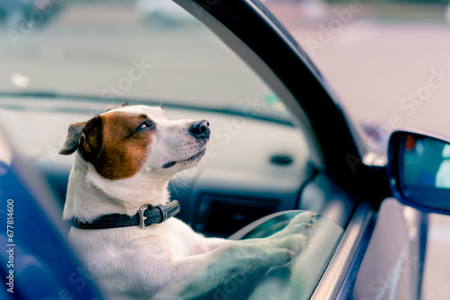 close-up portrait of a small funny active dog of the jack russell breed looks out of the window of the animal transporter
