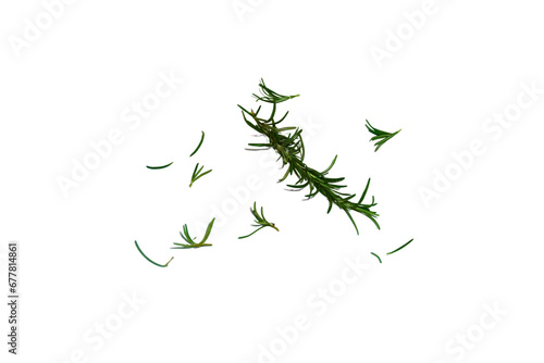 Rosemary leaves herbal on transparent background