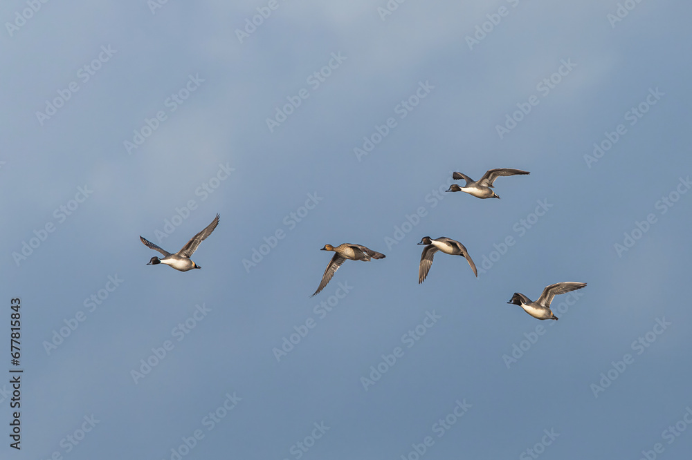Northern Pintail. Anas acuta - group of birds in flight