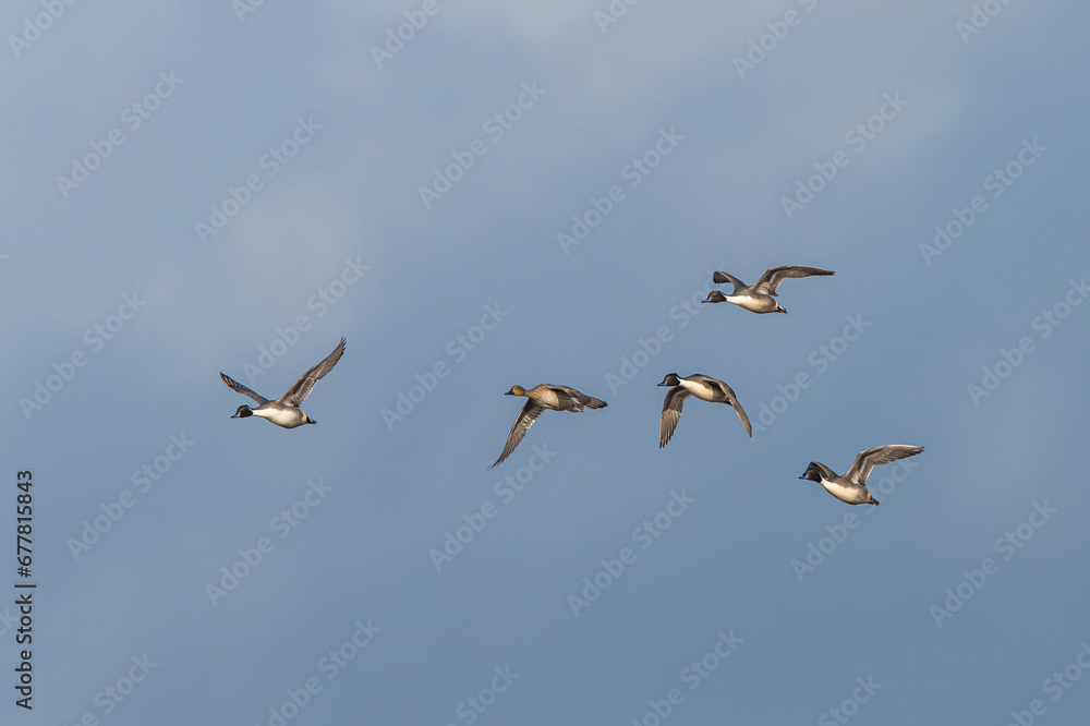 Northern Pintail. Anas acuta - group of birds in flight Northern Pintail. Anas acuta - group of birds in flight