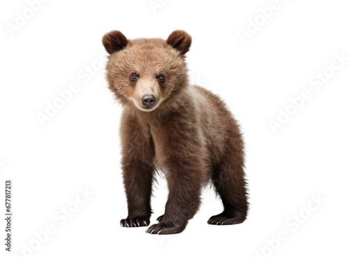 Adorable brown Bear cub isolated on the white background. Small beautiful Ursus arctos standing sideways. Close-up of funny wild animal looking at the camera