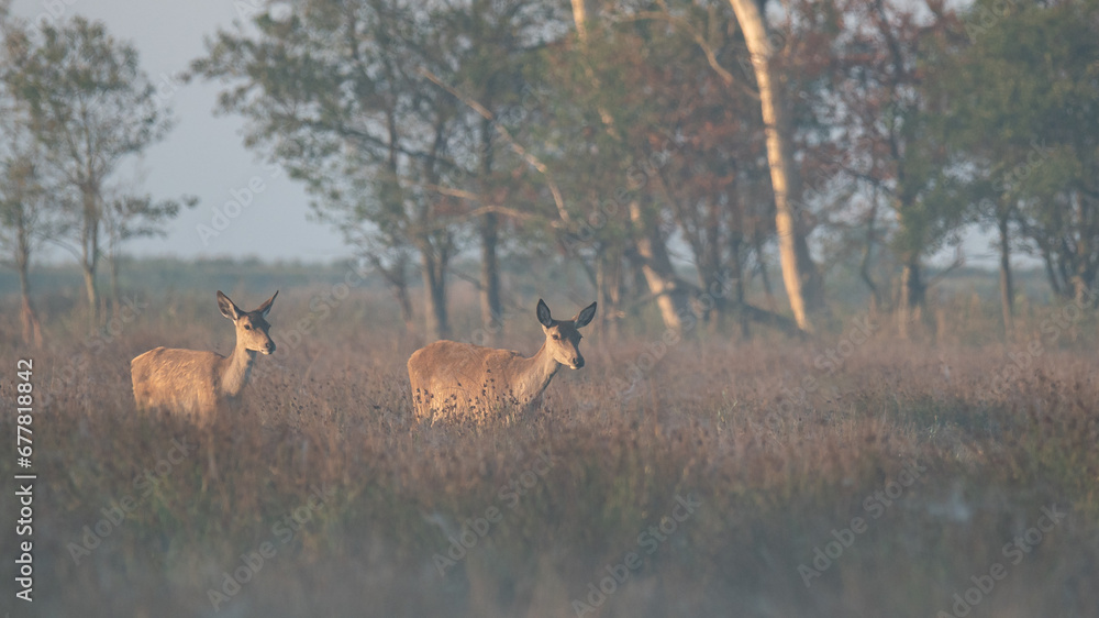Rotwildbrunft im Morgennebel Rotwildbrunft im Morgennebel