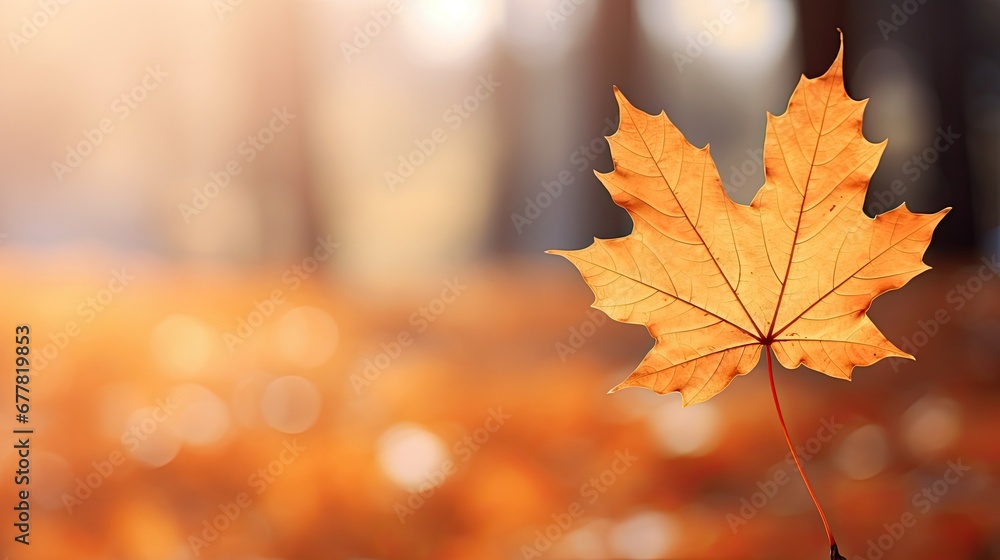 Autumn leaves on the sun and blurred trees. Fall background