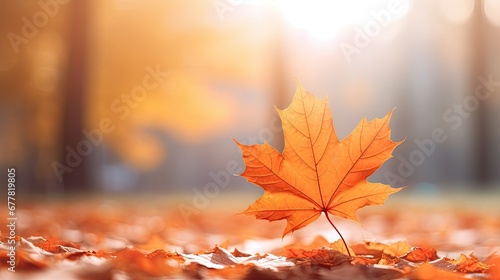 Autumn leaves on the sun and blurred trees. Fall background