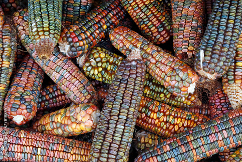 Colorful flint corn or Zea Mays corn on the cobs for autumn decoration, top view of mulit colored corn on the cobs photo