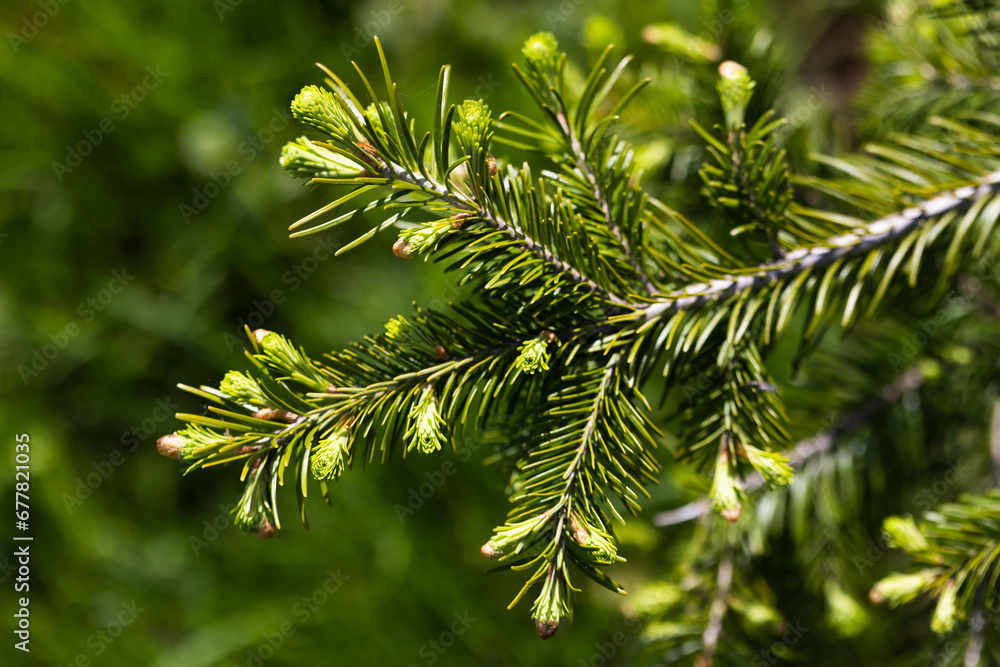 Spruce branch with fresh shoots over blurred green background. Macro photo Spruce branch with fresh shoots over blurred green background. Macro photo