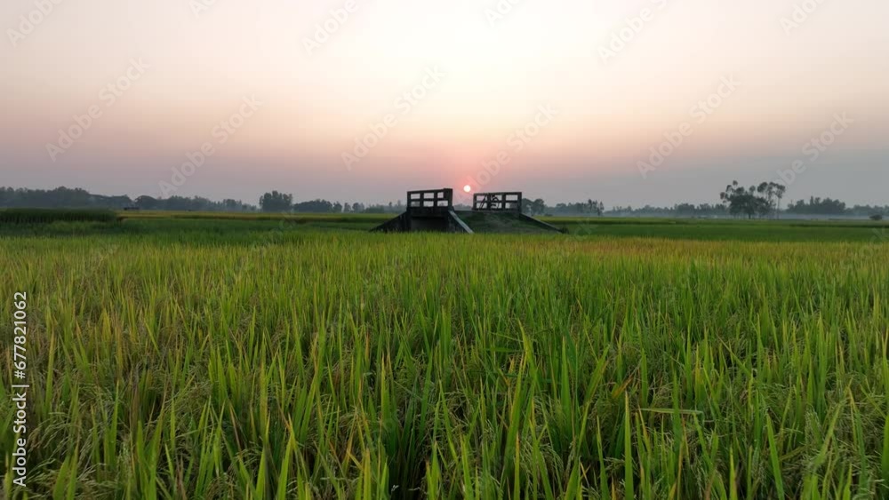 Camera point of view Wooden walkway in middle of green rice field in the evening sunset, 4k high quality Camera point of view Wooden walkway in middle of green rice field in the evening sunset, 4k high quality