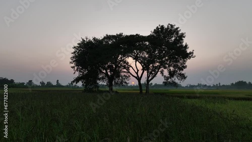 Panorama view of lonely tree in a foggy farm field in the morning haze by sunrise.A ledder and hide for hunters up in deciduous tree for hunting or observing. 4k photo