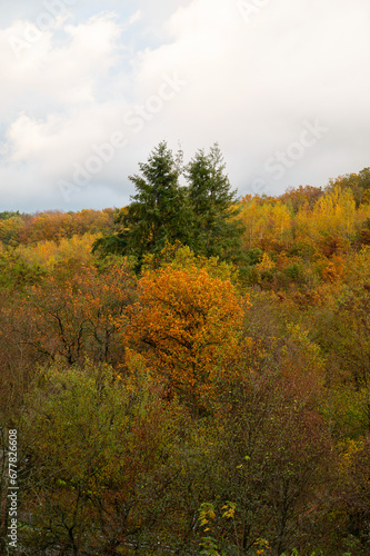 Forest in autumn  colorful foliage on the tree landscape in Germany with deciduous trees 