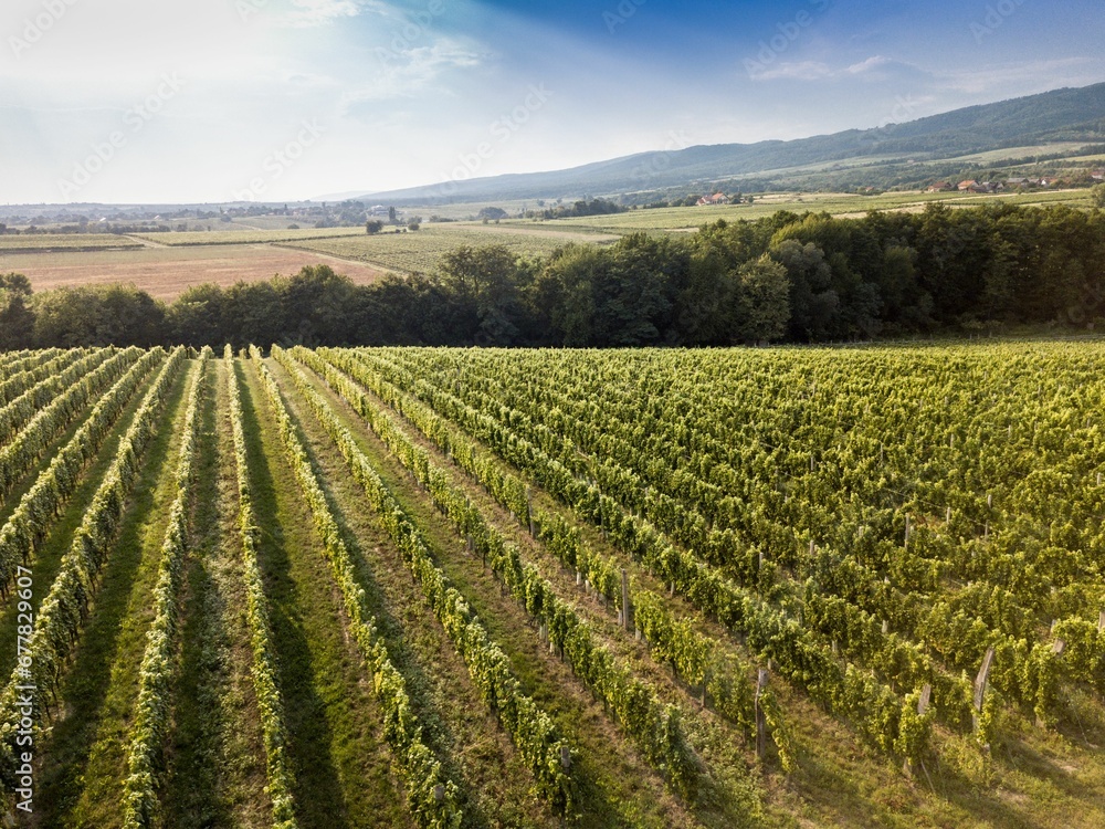 vineyard at late summer