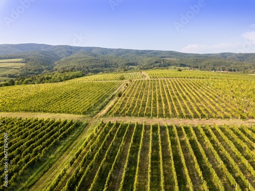 vineyard at late summer