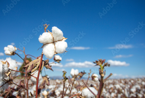 Cotton field (Turkey / Izmi...